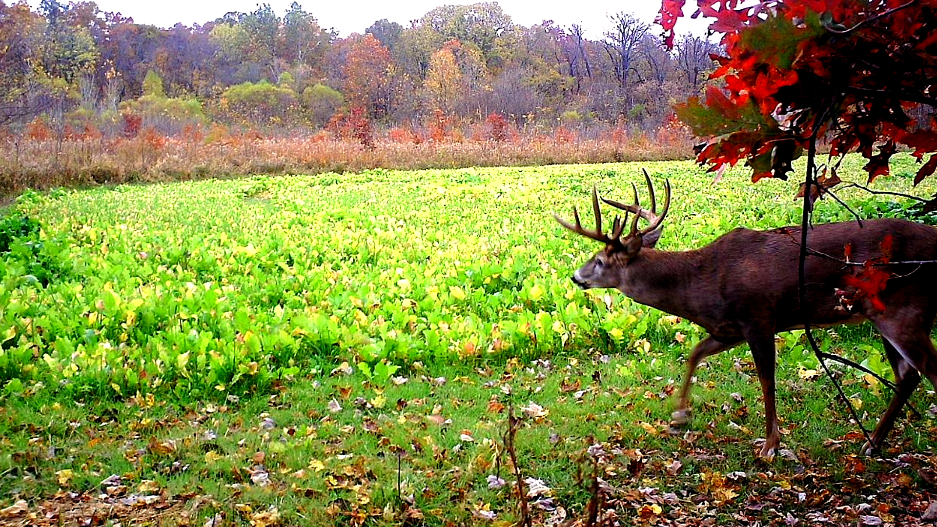 Illinois Wildlife Connections Best Deer Hunting Illinois Wildlife